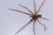 Un mle (Araneae - Agelenidae - Eratigena saeva)